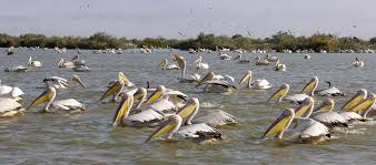 Bharatpur Bird Sanctuary