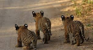 Ranthambore National Park