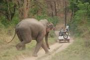 Corbett National Park